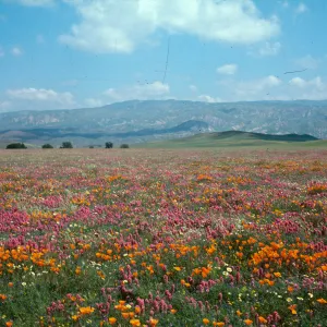 Cottonwood (California Poppy)