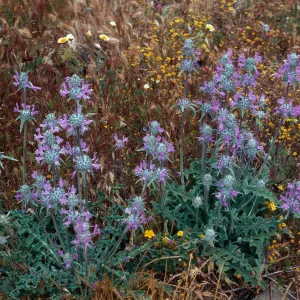 Cottonwood Canyon