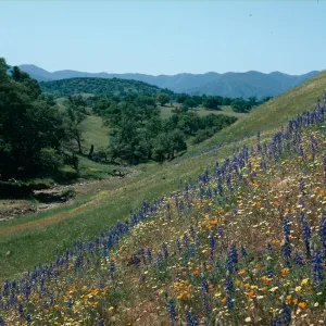 Cottonwood Canyon