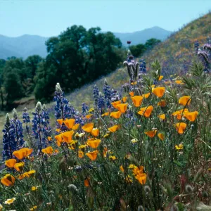 Cottonwood Canyon (California Poppy) & Lupin