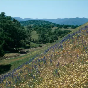 Cottonwood Canyon