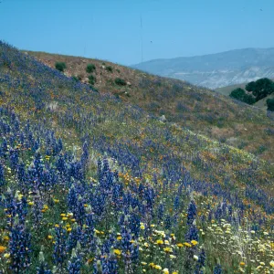 Cottonwood Canyon