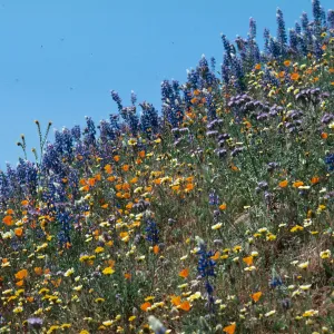 Cottonwood Canyon (California Poppy) & Lupin