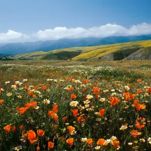 Cottonwood Canyon (California Poppy) (tidy tips) 