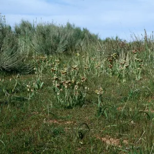 Fritillaria agrestis, Potreros