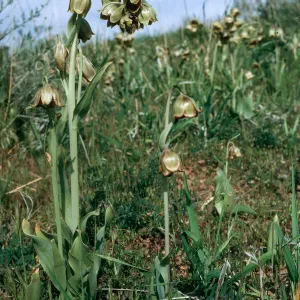 Fritillaria agrestis, Potreros