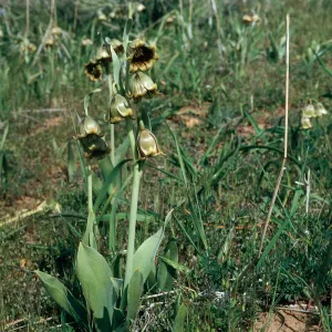 Fritillaria agrestis, Potreros