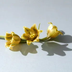 Fritillaria agrestis, Potreros