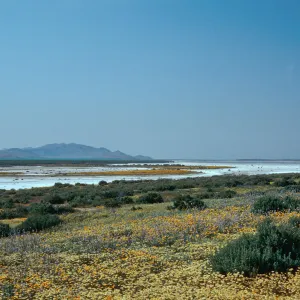 Fiddle, etc., Soda Lake