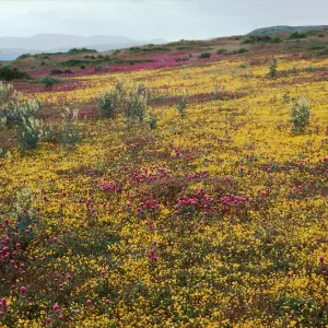 Road to Soda Lake