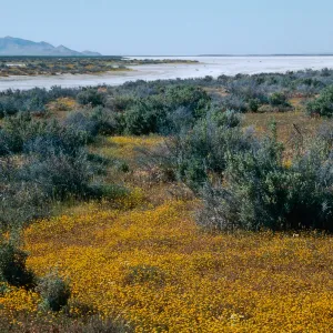 Soda Lake