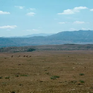 Temblor Range
