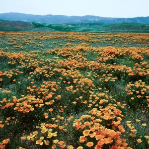 Soda Lake Road