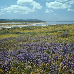 Soda Lake