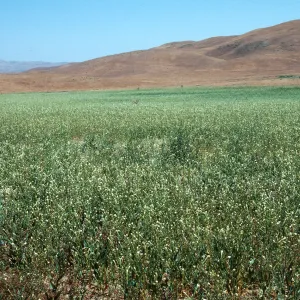 Soda Lake Road
