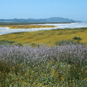 Soda Lake