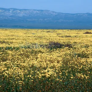 Soda Lake