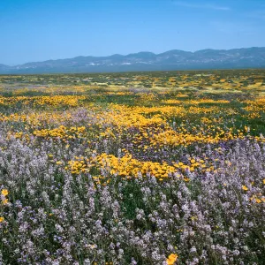 Soda Lake