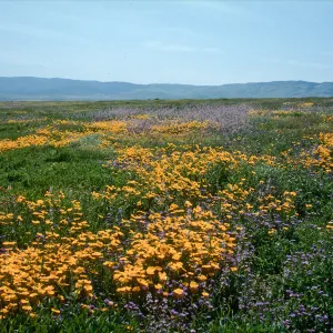 Soda Lake