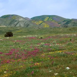 Temblor range