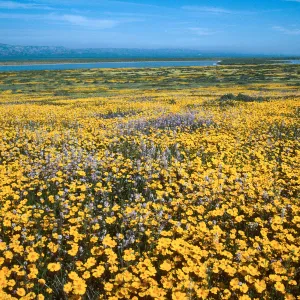 Soda Lake