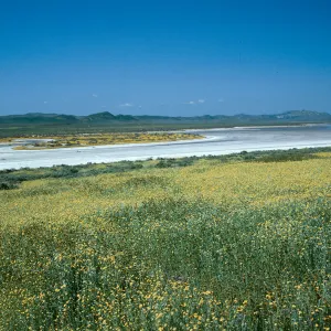 Soda Lake