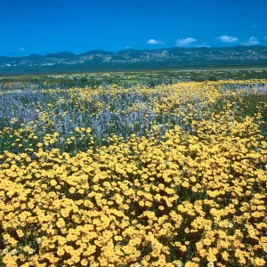 Soda Lake