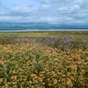 Soda Lake