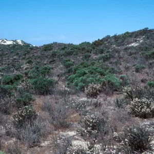 Nipomo Dunes
