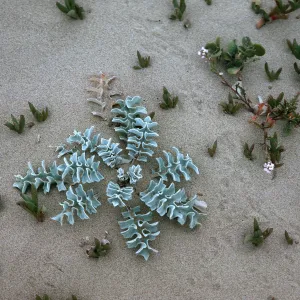 Surf Thistle, Guadalupe Dunes
