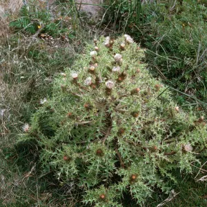 Cirsium loncholepis, Guadalupe Dunes