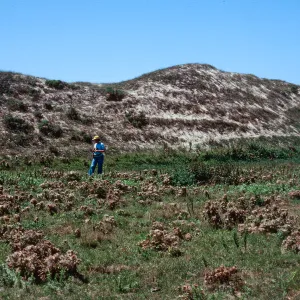Guadalupe Dunes