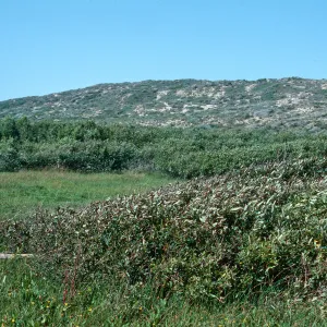 Guadalupe Dunes