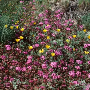 Guadalupe Dunes (California Poppy) (Vervain)