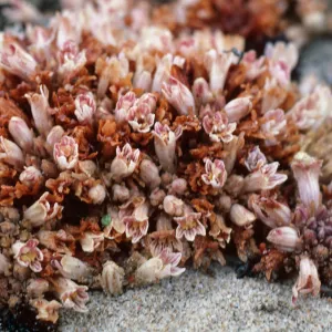 Guadalupe Dunes
