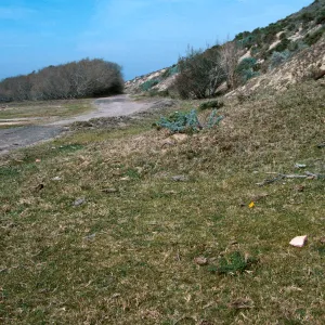 Guadalupe Dunes