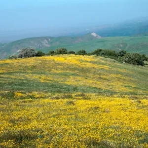 Road to Mt. Abel near vernal pond