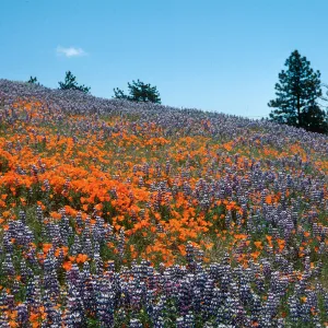 Top. Figueroa Mountain (California Poppy) (Lupin)