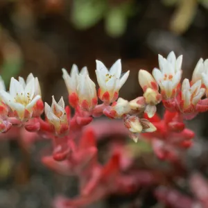 Santa Cruz Island