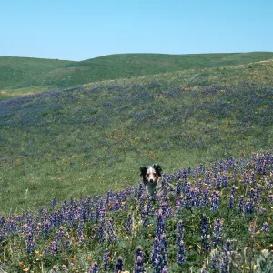 Lupine, Los Alamos