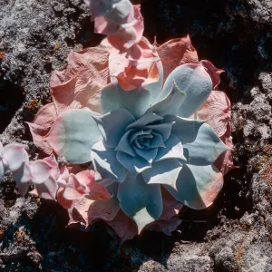 Dudleya (liveforevers), Cat Canyon