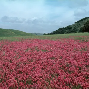 Owls Clover, Los Alamos