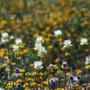 Cream and gold, Sainz Ranch