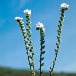 Cryptantha, Cat Canyon Oil Field