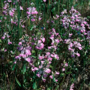Collinsia, Sandy ridge, Cat Canyon Oil Field