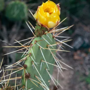 Los Alamos Ranch (Prickly-pear)