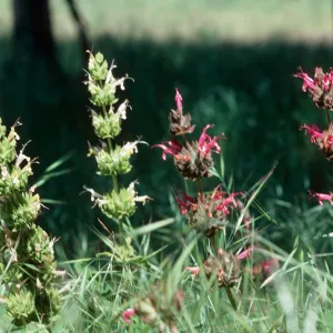 Los Alamos Ranch (sage)