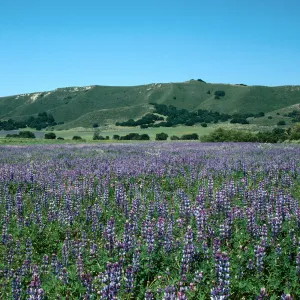 Los Alamos Ranch (Lupine)