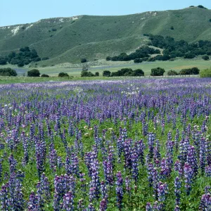 Los Alamos Ranch (Lupine)