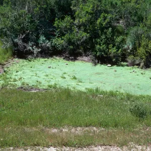 Los Alamos, pond (sic)